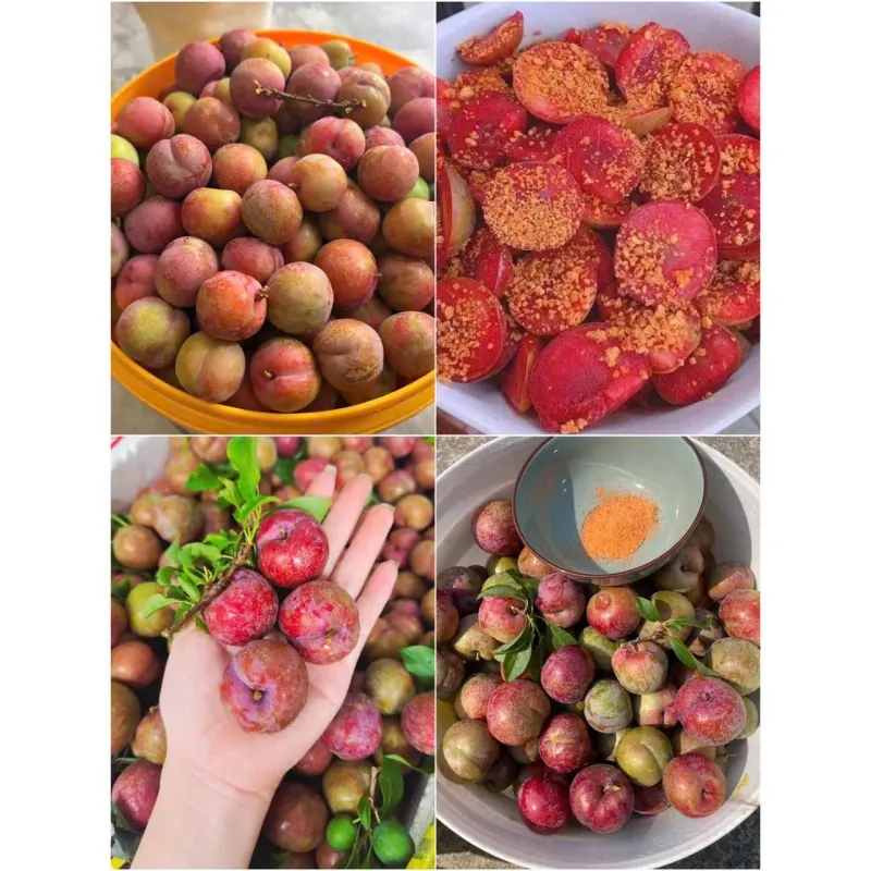 Mận hậu Sơn la  1009592