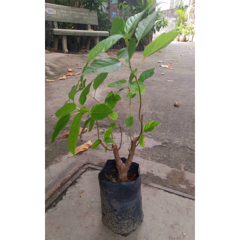 Cây sung ta, cây trong hình 504692