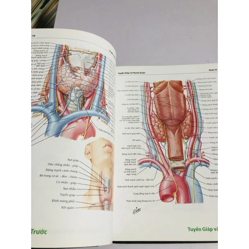 ATLAS GIẢI PHẪU NGƯỜI 6 695043