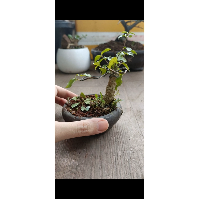 Hồng ngọc mai siêu mini [Bonsai siêu mini] [Bonsai để bàn] 462211