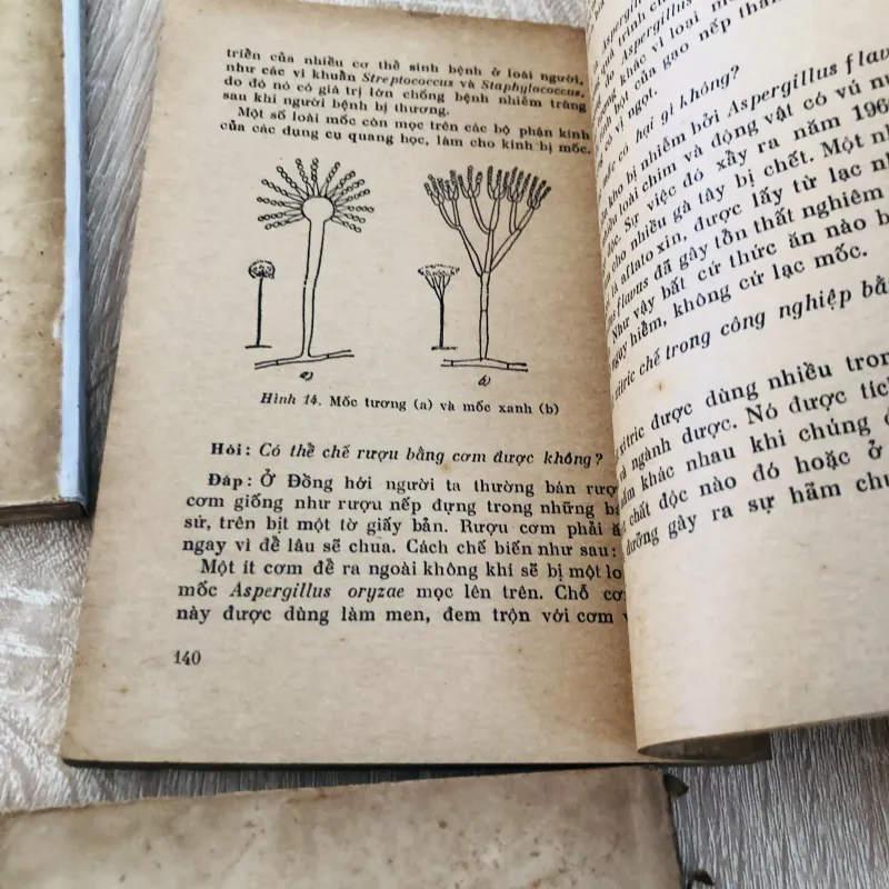 HỎI ĐÁP VỀ THỰC VẬT – trọn bộ 5 tập 🌿 956957