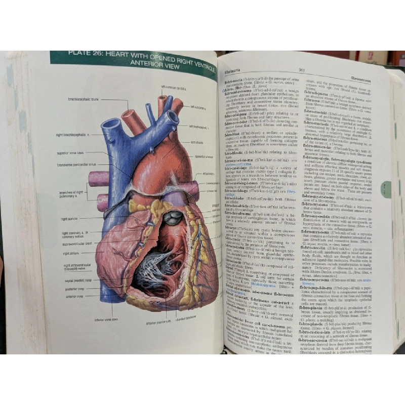 Stedman's Concise Medical Dictionary for the Healthy Professions 778101