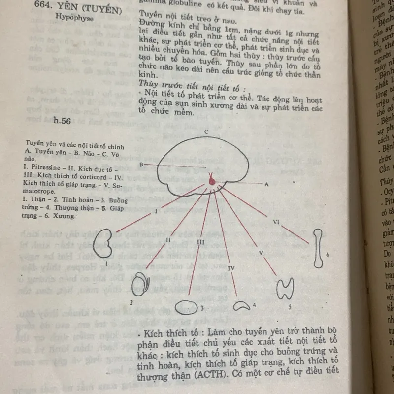 Từ điển Y học, D' ANDRE DURANTEAU 1066657