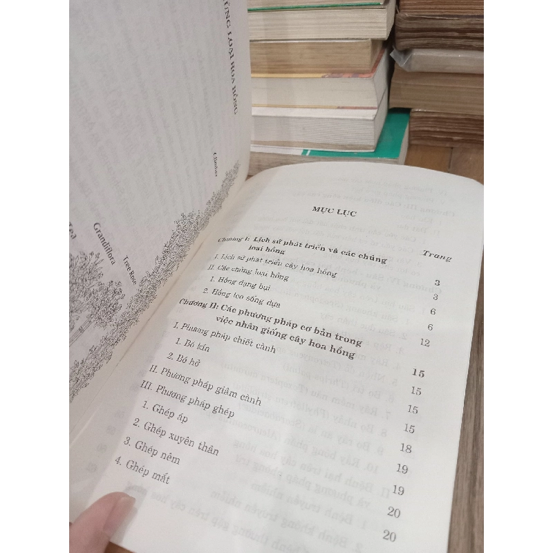 Kỹ thuật trồng & nhân giống cây hoa hồng - Dương Công Kiên 933430