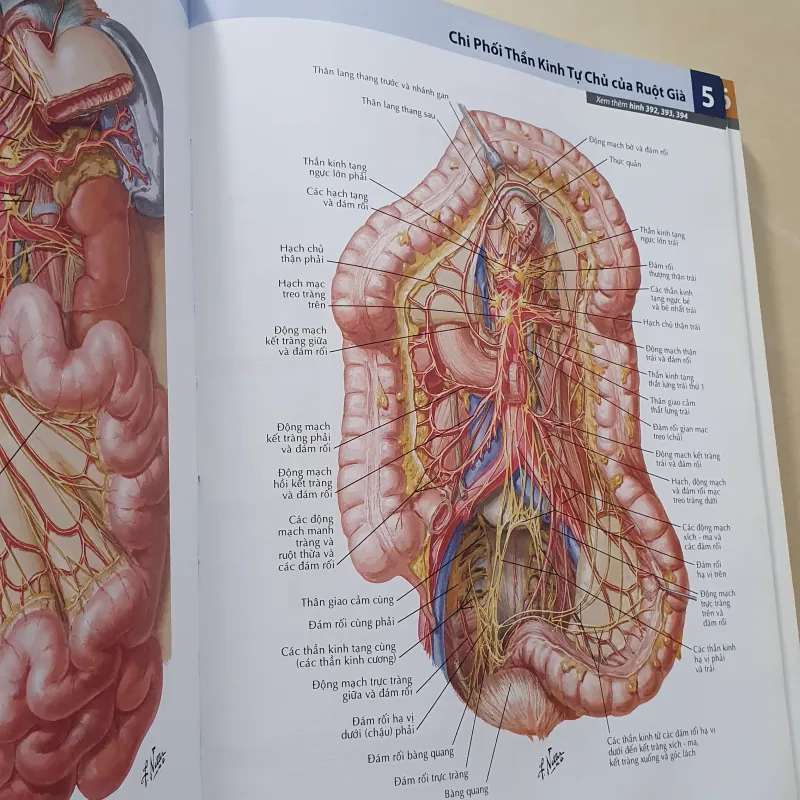 ATLAS 7 GIẢI PHẪU  1008119