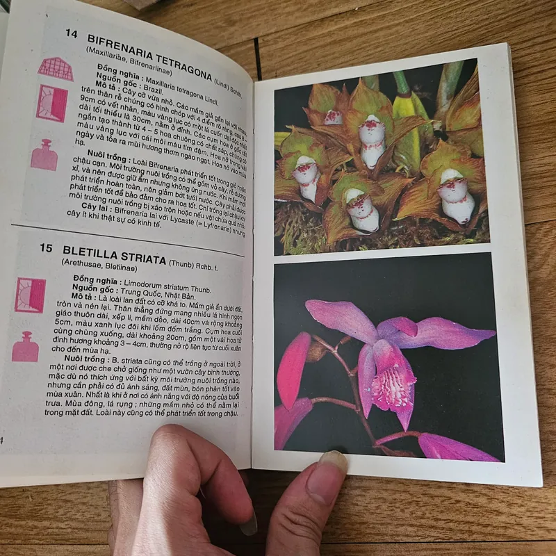 Kỹ thuật nuôi trồng cấy lan
 701584