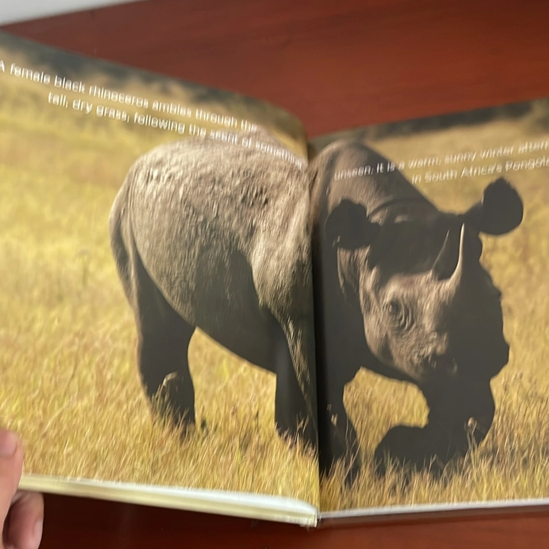 PICTURE BOOK Rhinoceroses 536039