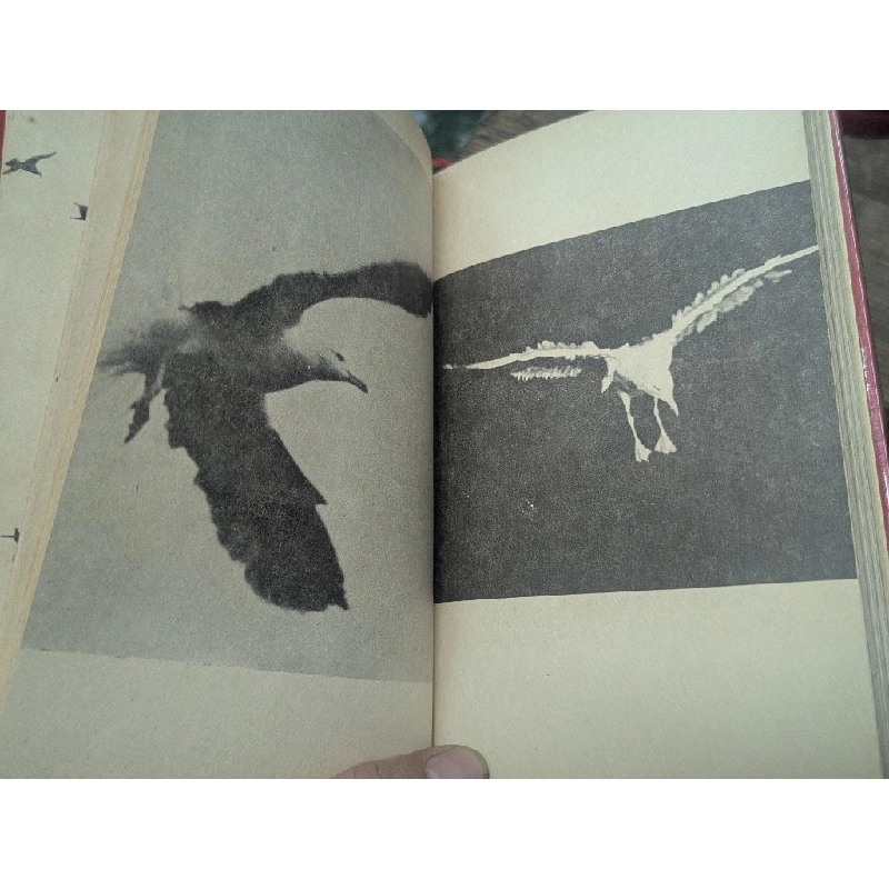 Chàng hải âu kỳ diệu - Richard Bach ( bản dịch Nguyễn Trọng Kỳ ) 746577