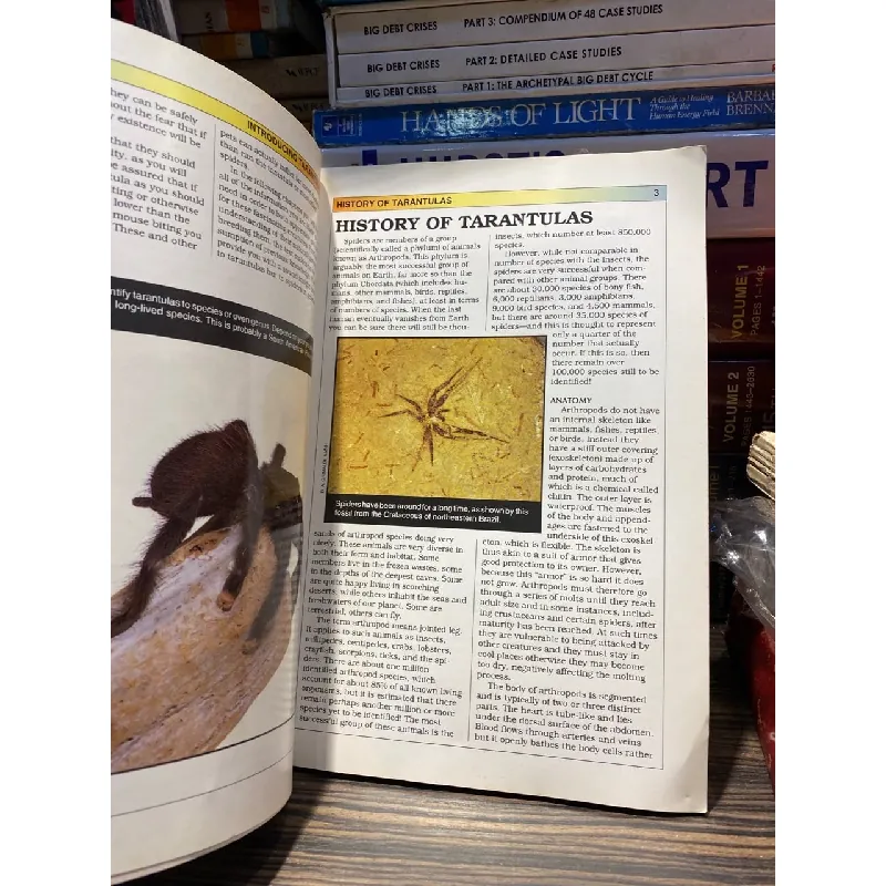 Tarantulas and Scorpions - Waybe Rankin 726819