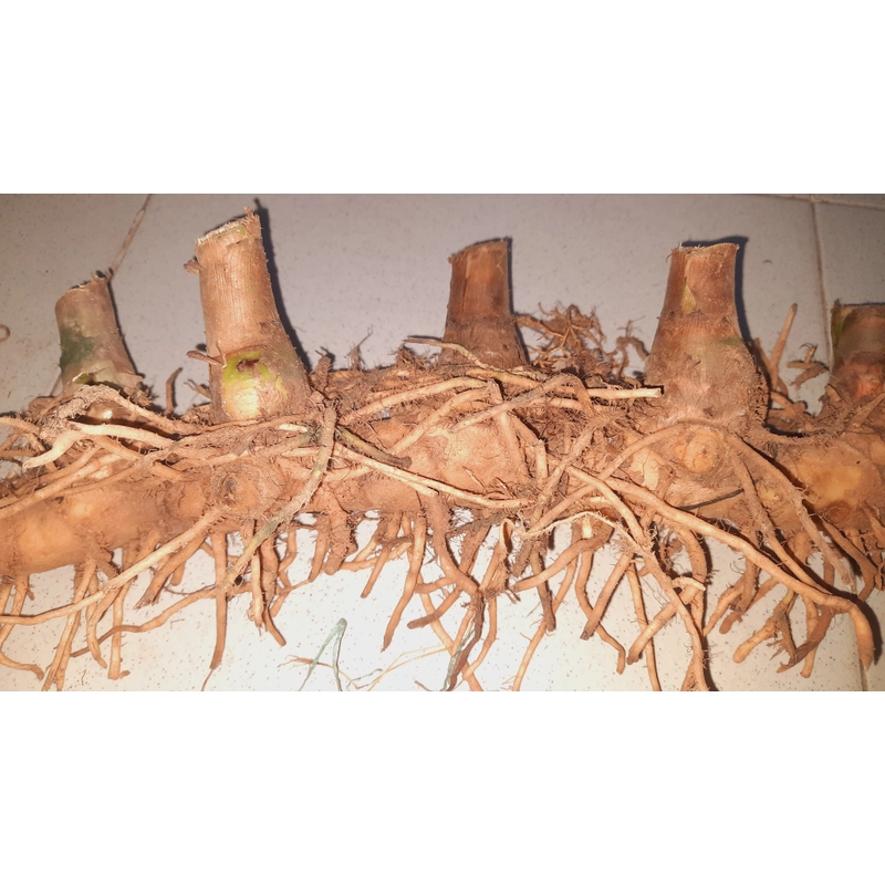 Củ cát lồi - củ cây mía dò, củ tươi  503471