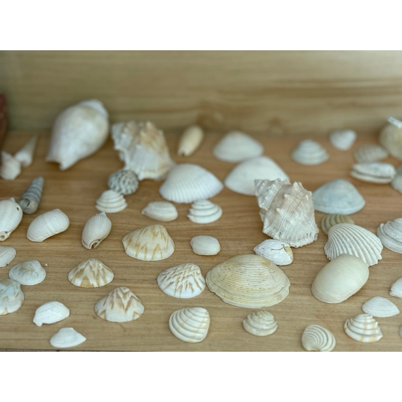 Combo Vỏ sò ốc làm đồ trang trí siu iu🐚 56 vỏ 508955