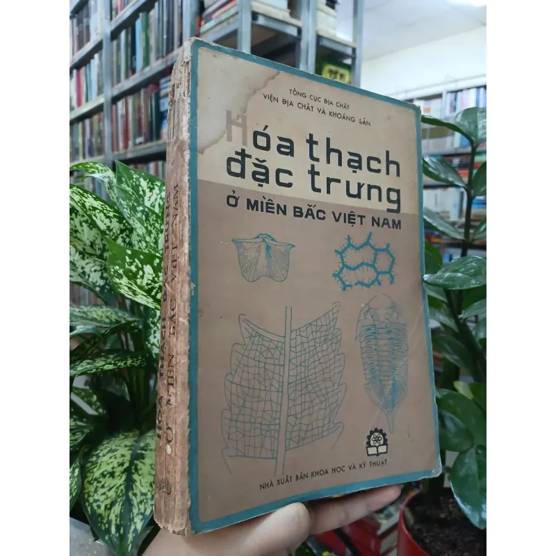 HÓA THẠCH ĐẶC TRƯNG Ở MIỀN BẮC VIỆT NAM 687720