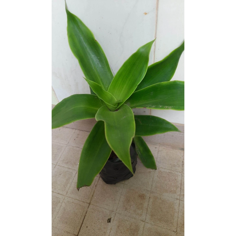 Cây lược vàng, cây như hình 502897