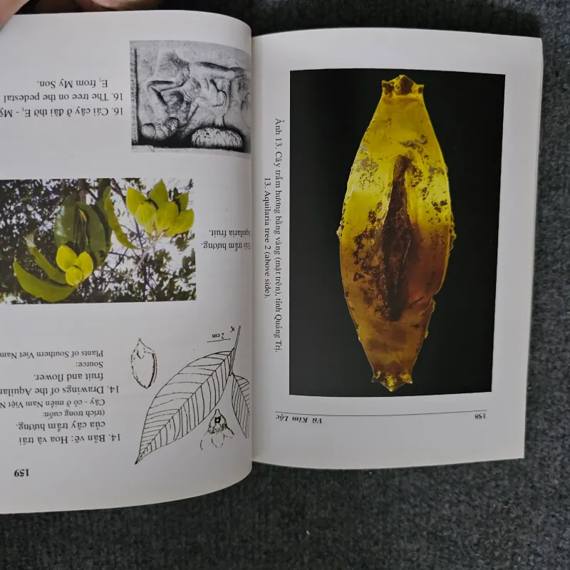 Cổ vật huyền bí 745643