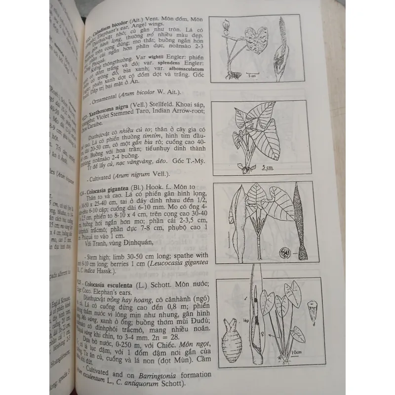 CÂY CỎ VIỆT NAM (QUYỂN I, II, III) - PHẠM HOÀNG HỘ 740112