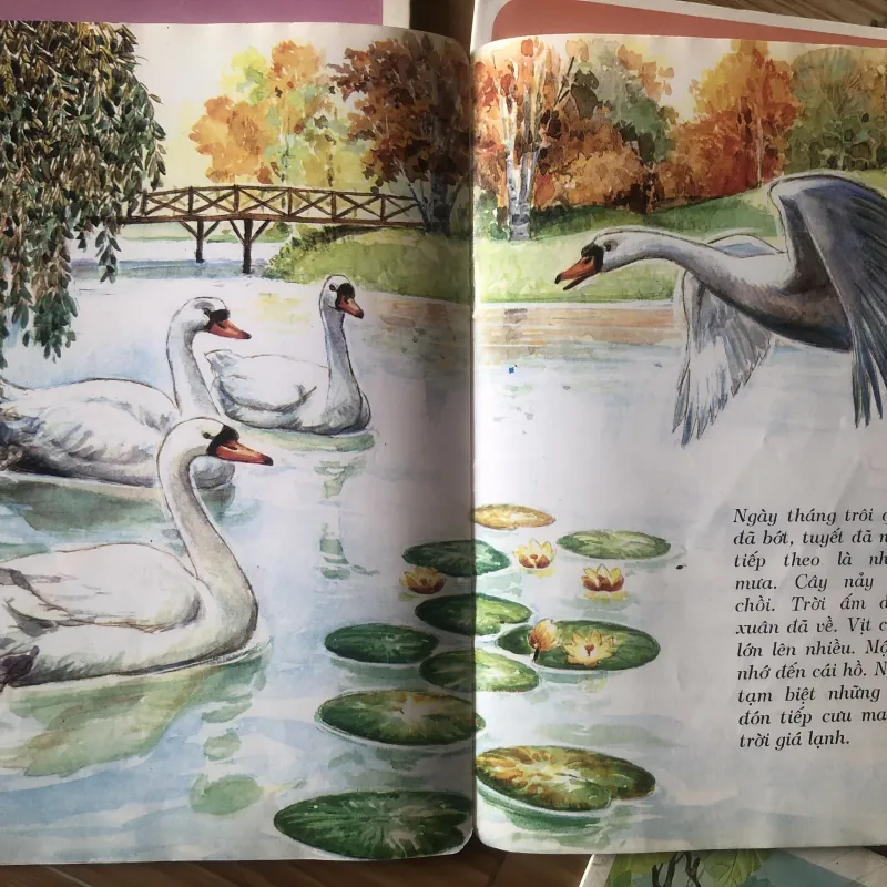 Tủ sách búp bê - combo 5c  1004087