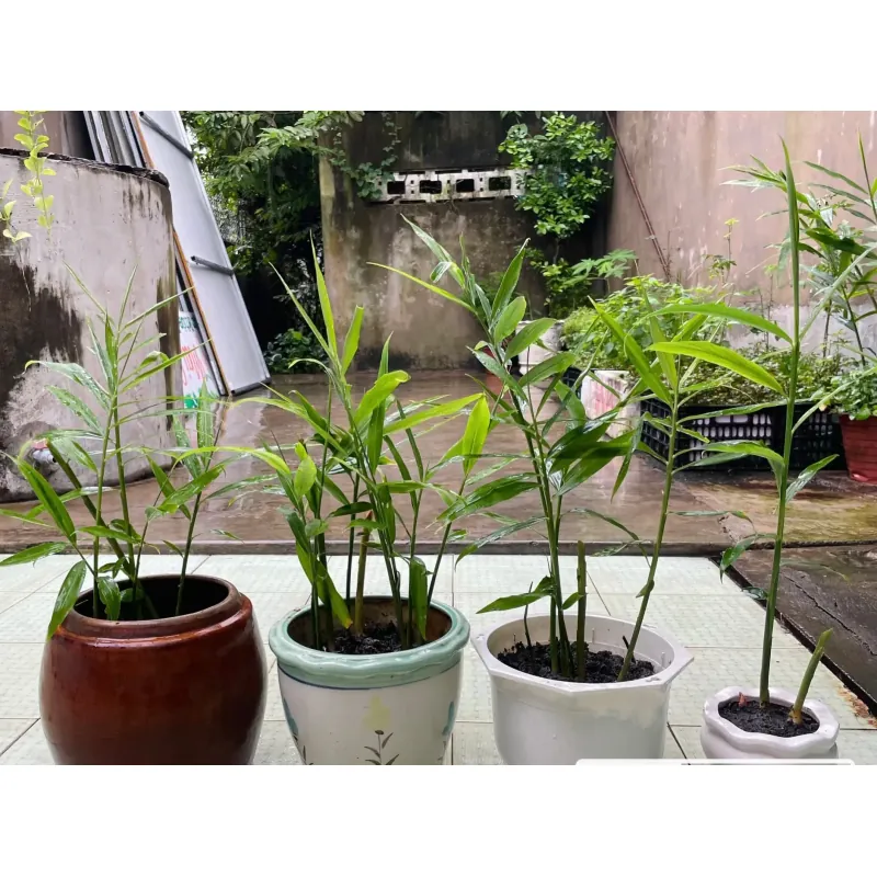 Bí kíp trồng gừng 789798
