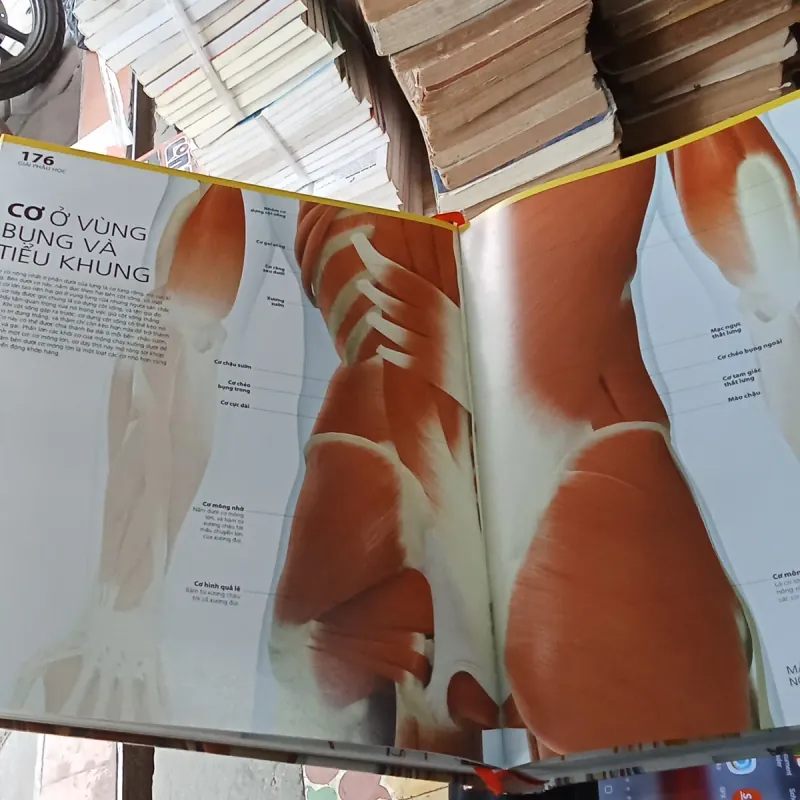 Atlas Giải Phẫu Cơ Thể Người Hướng Dẫn Trực Quan Chính Xác - BS. Alice Roberts  783532