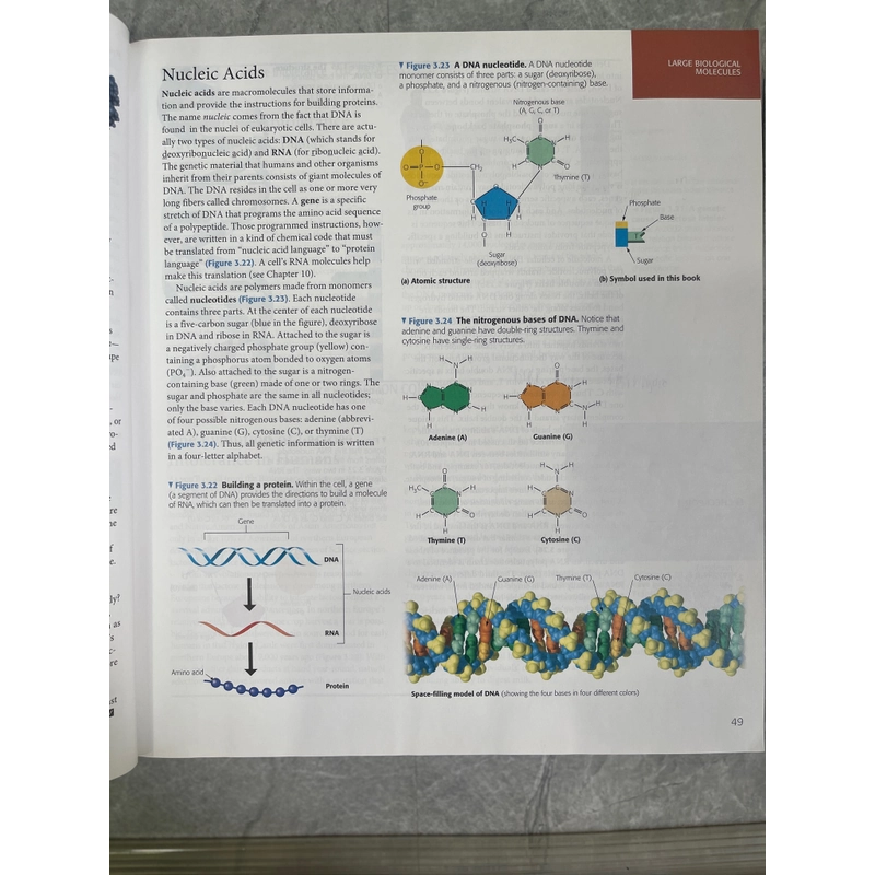 Campbell Essantial biology with physiology 313069