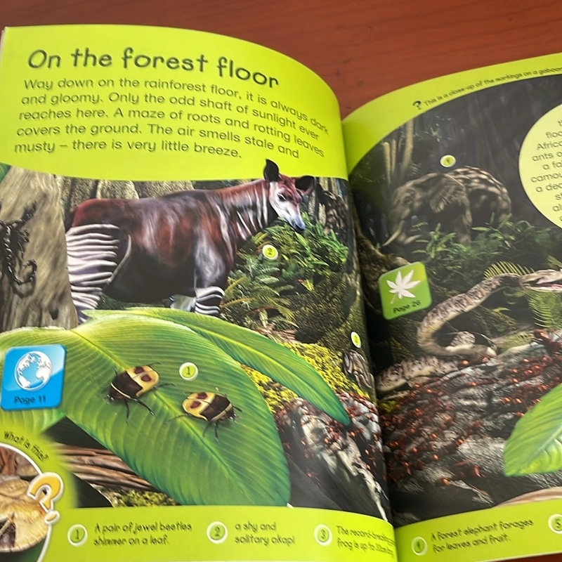 PICTURE BOOK Explores Rainforests 534499