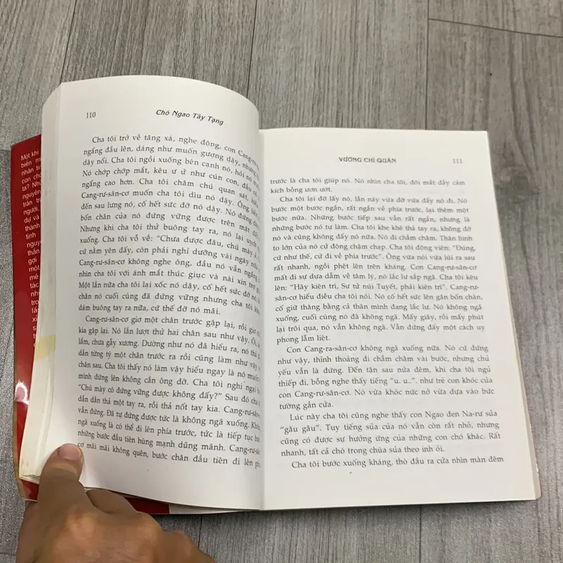 Chó ngao tây tạng - vương chí quân. 2a2 733377