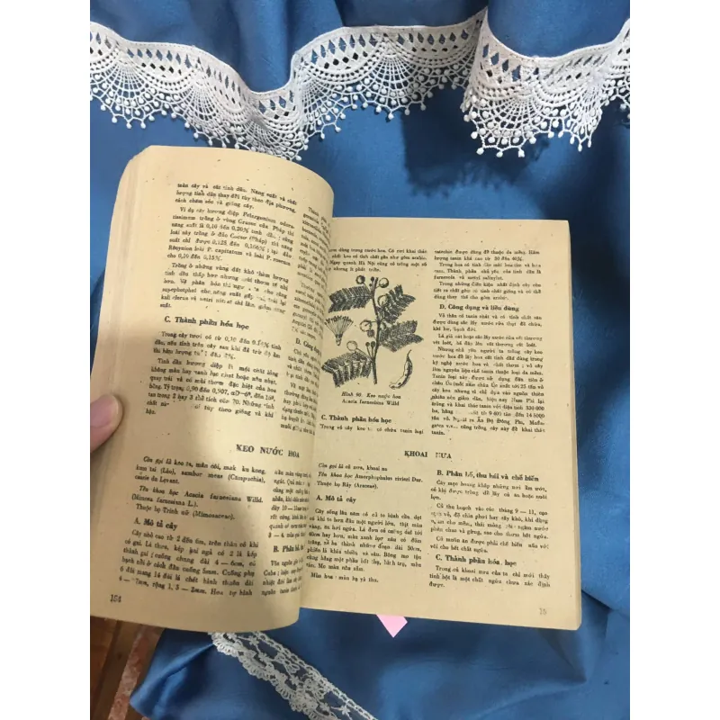 Những cây thuốc vị thuốc Việt Nam 958095