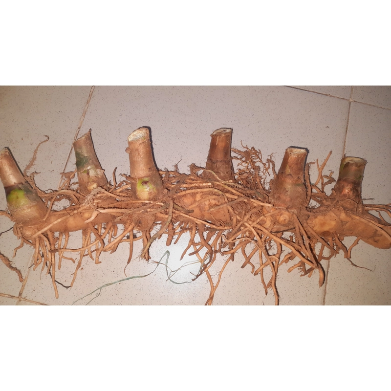 Củ cát lồi - củ cây mía dò, củ tươi  503471