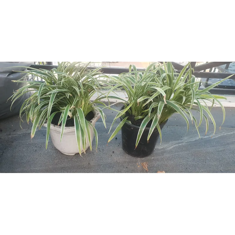 2 chậu lan chi trưởng thành chậu nhựa mỏng tái sử dụng 759642