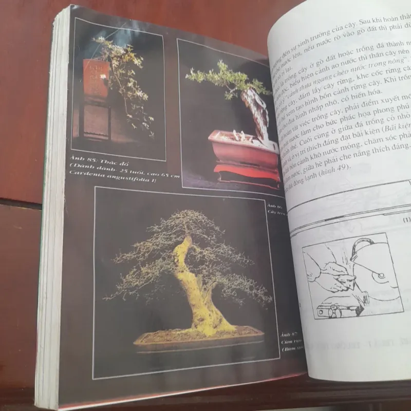 BONSAI Cây dáng, thế và Non bộ 751882