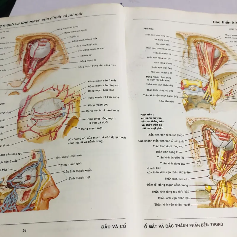 3. ATLAS GIẢI PHẪU NGƯỜI  565266