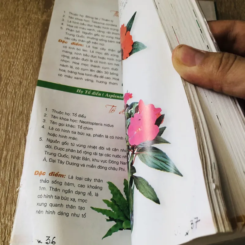 365 LOÀI HOA CẢNH 1028092