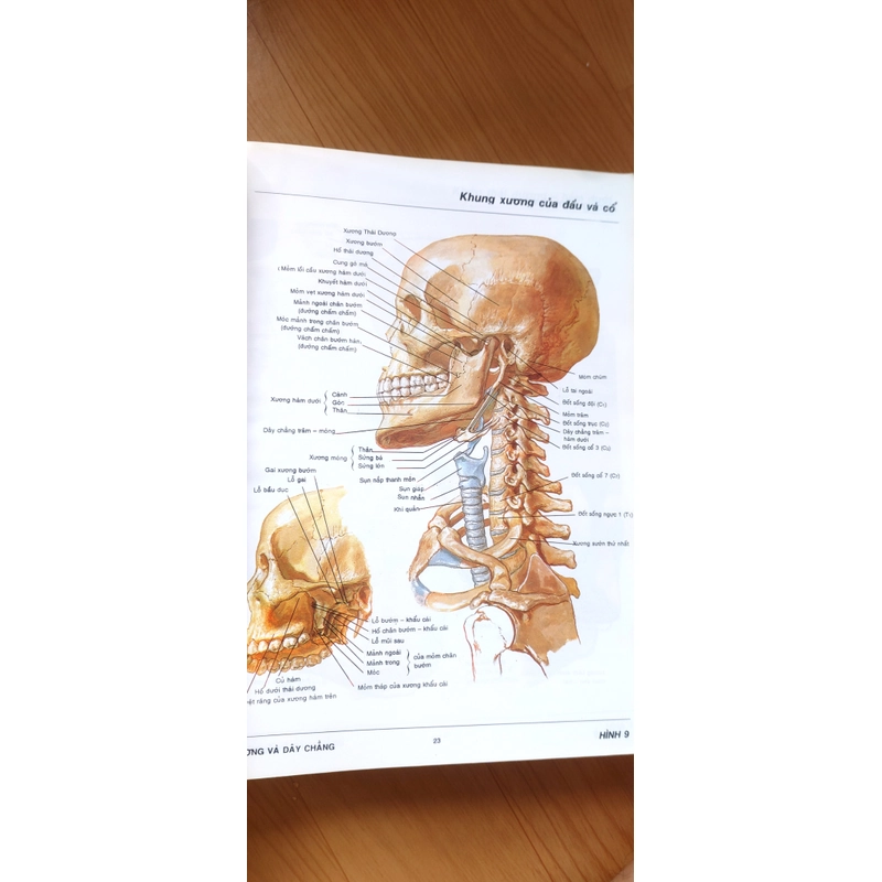 ATLAS GIẢI PHẪU NGƯỜI  541095