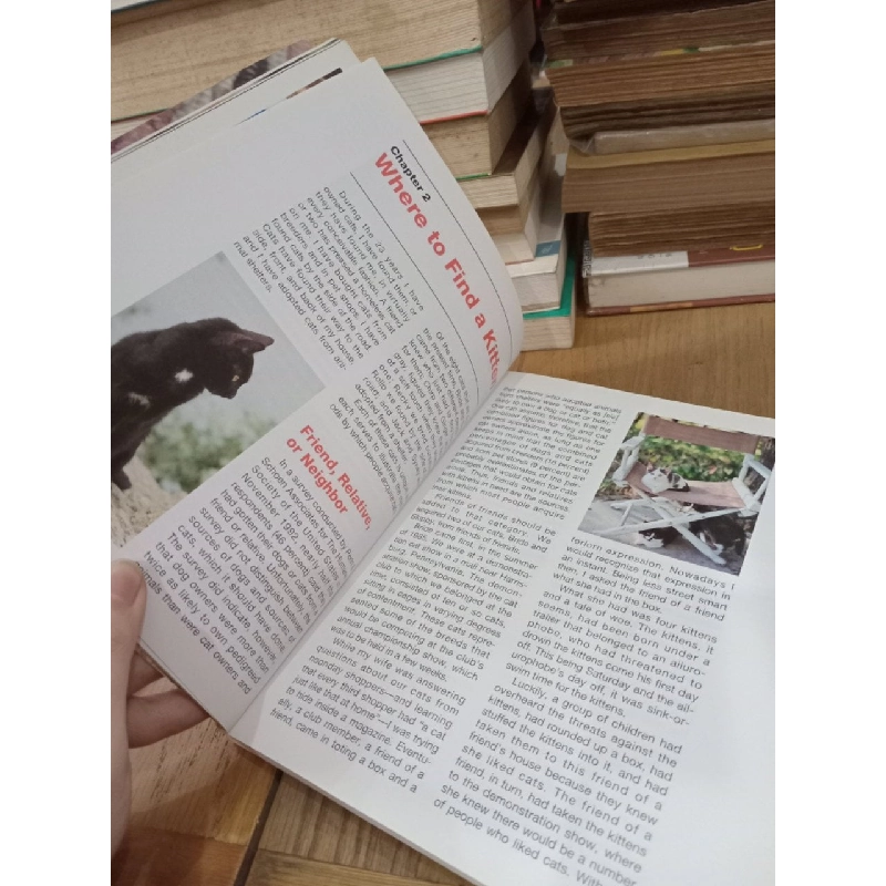 Before you buy that kitten - Phil Maggitti 753377