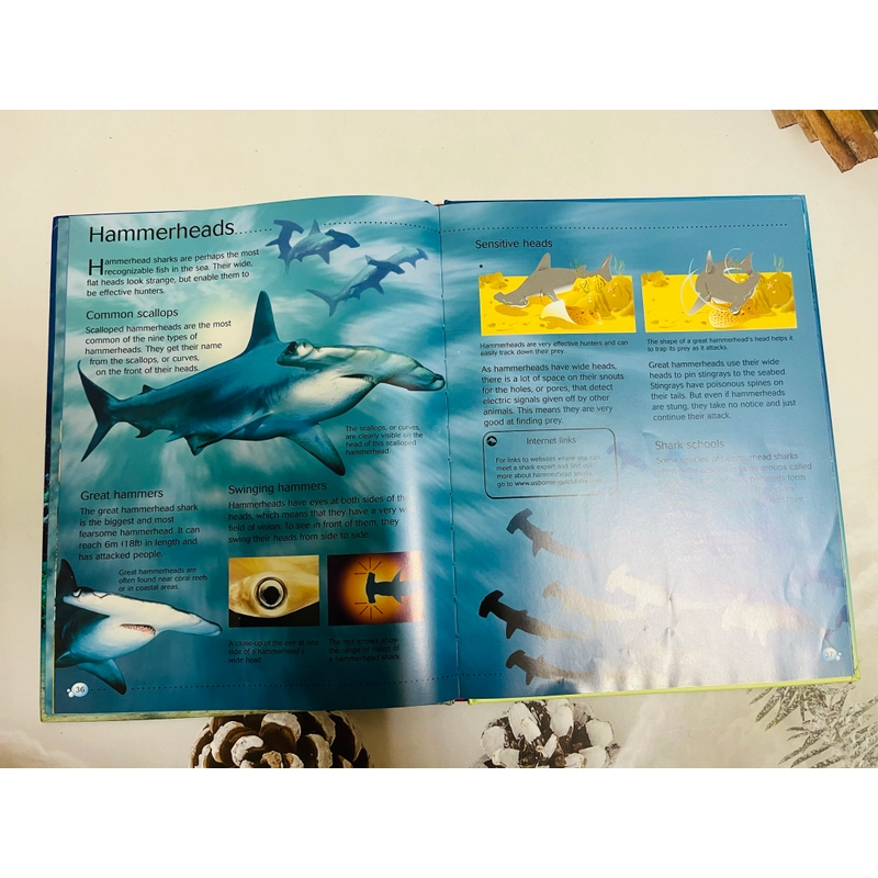 Usborne Discovery 546063