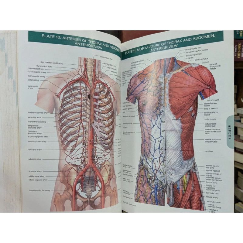 Stedman's Concise Medical Dictionary for the Healthy Professions 778101