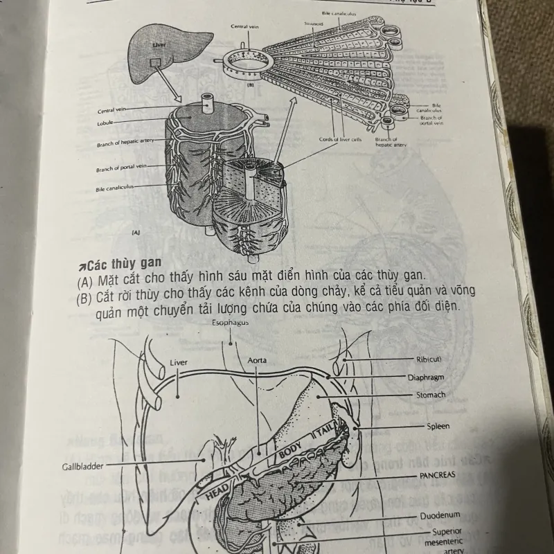 Từ điển y học Anh Việt - hơn 1000 trang  750254