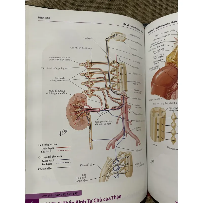 ATLAS GIẢI PHẪU NGƯỜI - FRANK H. NETTER, MD - sách dày, in màu  961604