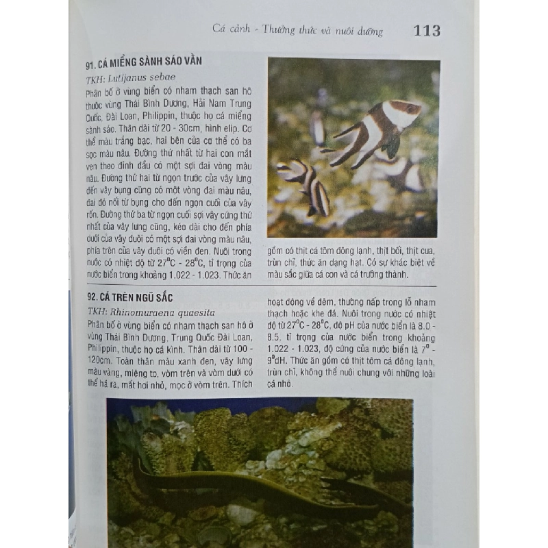 Cá cảnh: Thưởng thức & nuôi dưỡng - Saigonbook (biên soạn) 546310