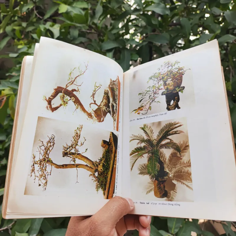 Bonsai Cây Kiểng Cổ - Trần Hợp 925345