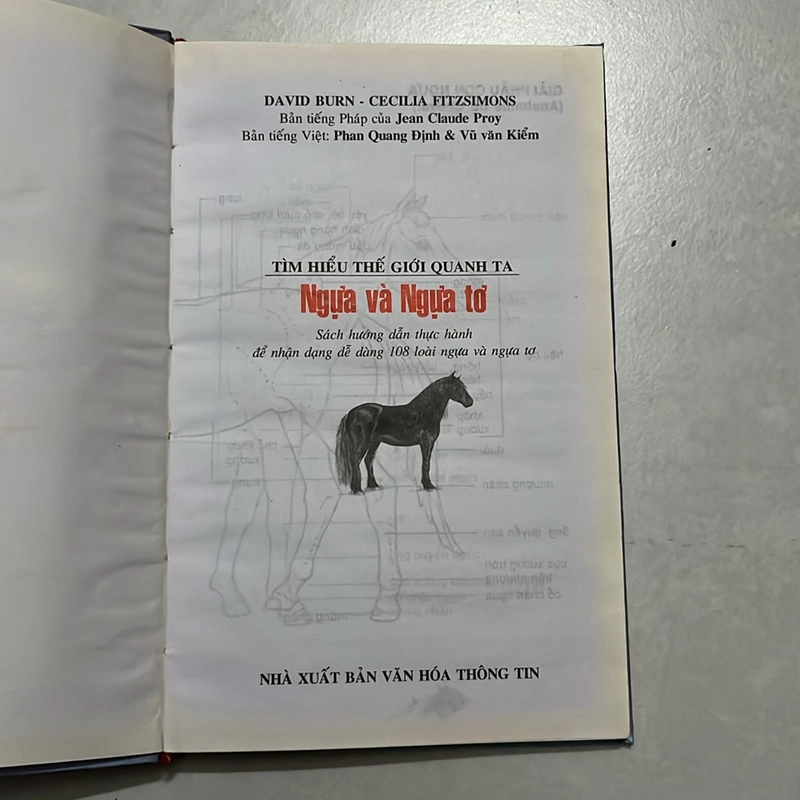 Ngựa và ngựa tơ  518377