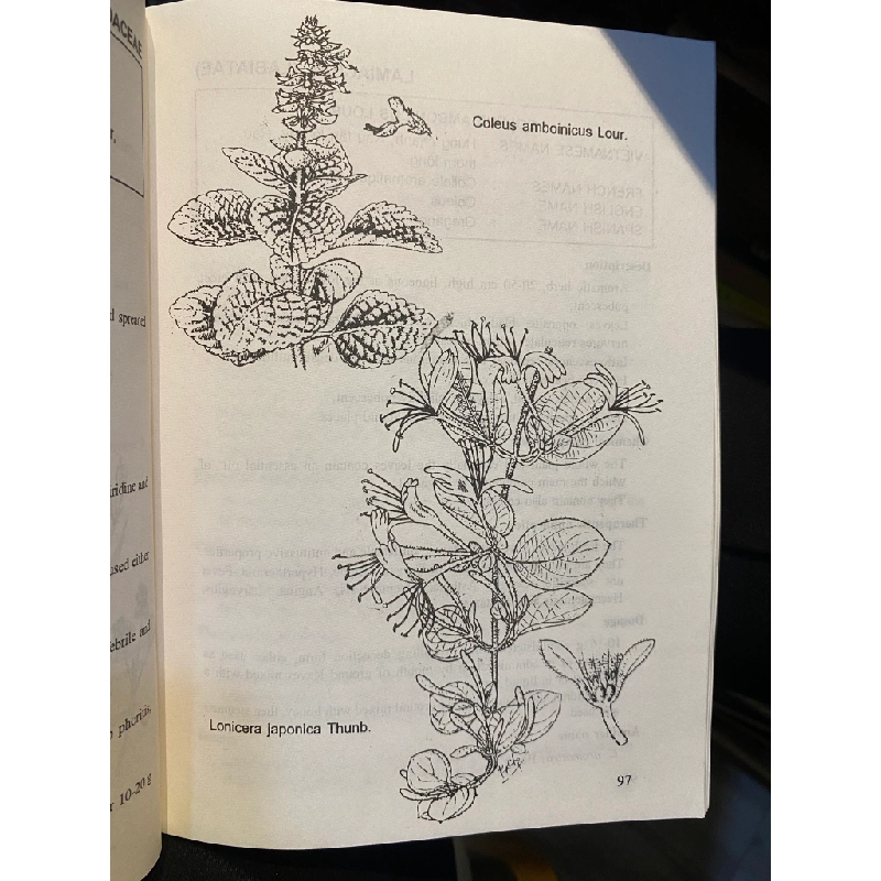 Vietnamese traditional medicine 453094