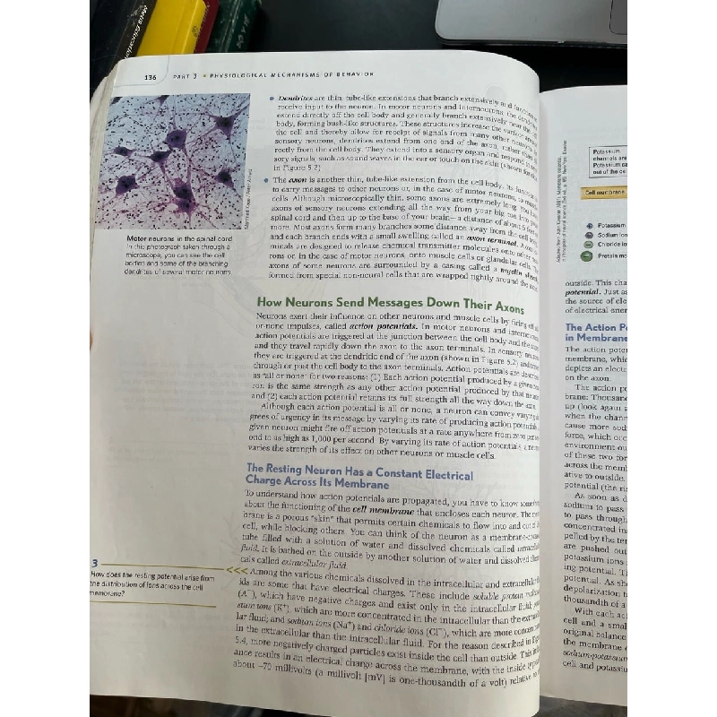 Psychology - Peter Gray 778083