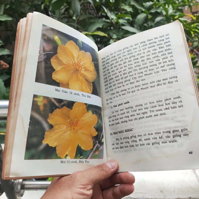 Kỹ Thuật Trồng Và Ghép Mai - Huỳnh Văn Thới 928913