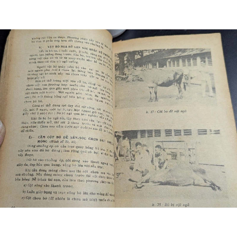 Săn sóc gia súc - Hồ Văn Giá 465304