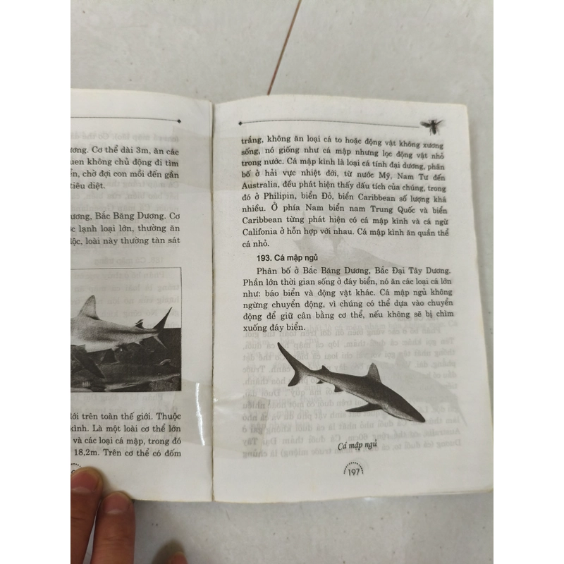 517 loài động vật đẹp nhất thế giới  413032
