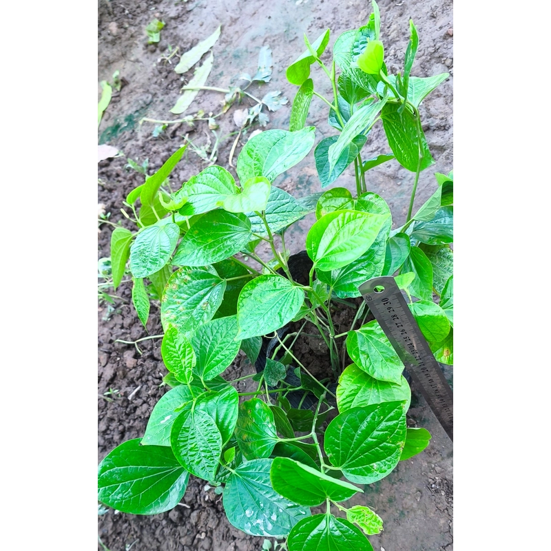 Chậu to cây lá lốt 478554