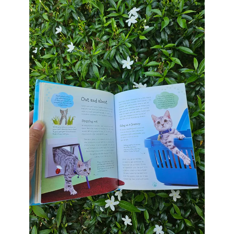 Cats and Kittens 995238