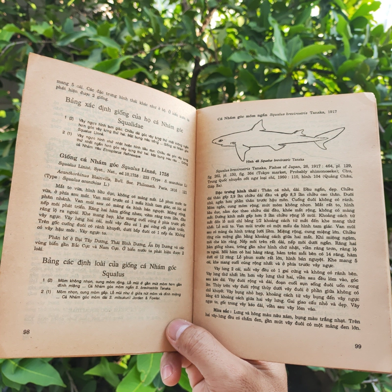 Cá Biển Việt Nam - The Marine Fishes Of VietNam - Tập 1 526446