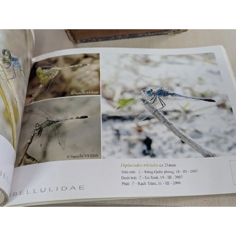 Danh mục bằng hình ảnh các loài chuồn chuồn phú quốc - Bùi Hữu Mạnh 785943