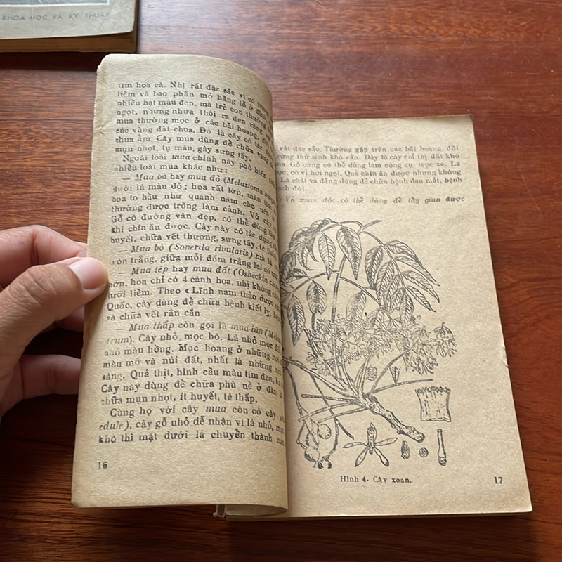 II Sách Xưa: Hỏi Đáp Về Thực Vật (Tập 4, 5) - Vũ Văn Chuyên - 1977, 1978 504397